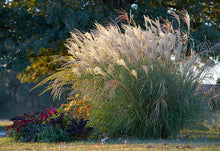 Load image into Gallery viewer, Miscanthus s. 'Yaku Jima' #10