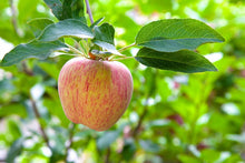 Load image into Gallery viewer, Apple 'Gravenstein' #10