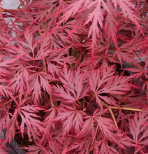 Load image into Gallery viewer, Acer palmatum &#39;Red Dragon&#39; #10
