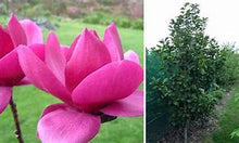 Load image into Gallery viewer, Magnolia soulangeana 'Cleopatra' #10