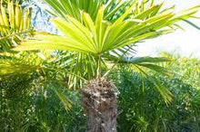 Load image into Gallery viewer, Trachycarpus fortunei &#39;Windmill Palm&#39; #15
