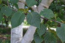 Load image into Gallery viewer, Betula papyrifera #10