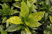 Load image into Gallery viewer, Aucuba j. 'Golden King' #2