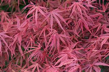 Load image into Gallery viewer, Acer palmatum &#39;Red Pygmy&#39; #20

