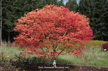 Load image into Gallery viewer, Acer palmatum 'Shin Deshojo' #7