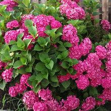Load image into Gallery viewer, Hydrangea m. &#39;Pink Beauty&#39; #7
