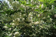 Load image into Gallery viewer, Styrax 'Emerald Pagoda' #10