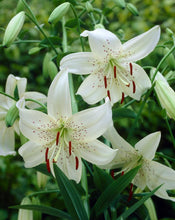 Load image into Gallery viewer, Lilium 'White Twinkle' #2