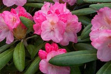 Load image into Gallery viewer, Rhodo yaku. 'Ken Janeck' #10