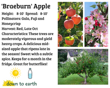 Load image into Gallery viewer, Apple 'Braeburn' #5