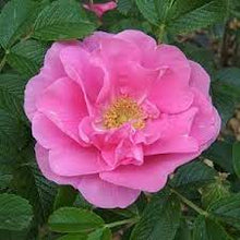 Load image into Gallery viewer, Rosa rugosa &#39;Jens Munk&#39;  #5
