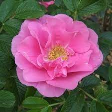 Rosa rugosa 'Jens Munk'  #5