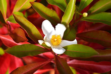 Load image into Gallery viewer, Gordlinia grandiflora #15