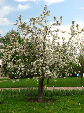 Load image into Gallery viewer, Apple 'Bramley's Seedling' #5