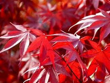 Load image into Gallery viewer, Acer palmatum 'Fireglow' #7/10