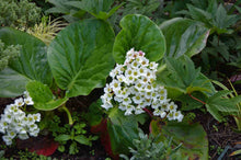 Load image into Gallery viewer, Bergenia 'Bressingham White' #1