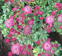 Load image into Gallery viewer, Astrantia 'Star of Fire' #2