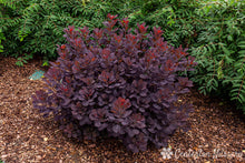 Load image into Gallery viewer, Cotinus c. 'Winecraft Black' #7