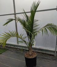Load image into Gallery viewer, Ravenea r. 'Majesty Palm' #7
