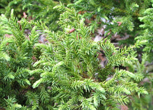 Load image into Gallery viewer, Cryptomeria j. 'Jindai Sugi' #7