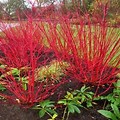 Load image into Gallery viewer, Cornus sericea 'Redtwig Dogood' #3