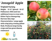 Load image into Gallery viewer, Apple 'Jonagold' #10