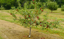 Load image into Gallery viewer, Apple 'Jonagold' #10/15