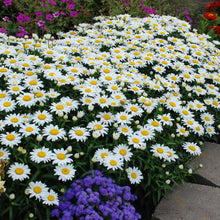 Load image into Gallery viewer, Leucanthemum superbum 'Snowcap' #1