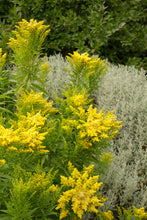 Load image into Gallery viewer, Solidago 'Little Lemon' #1