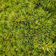 Load image into Gallery viewer, Cryptomeria j. 'Tenzan' #2