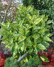 Load image into Gallery viewer, Aucuba j. 'Golden King' #2