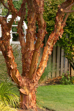 Load image into Gallery viewer, Acer griseum (Paperbark Maple) #10