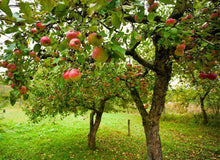 Load image into Gallery viewer, Apple 'Jonagold' #10