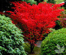 Load image into Gallery viewer, Acer palmatum 'Shin Deshojo' #7