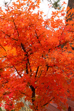 Load image into Gallery viewer, Acer griseum (Paperbark Maple) #15