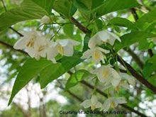 Load image into Gallery viewer, Styrax 'Emerald Pagoda' #10