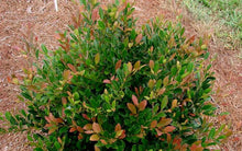 Load image into Gallery viewer, Distylium 'Coppertone' #10