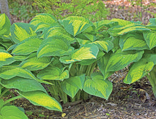 Load image into Gallery viewer, Hosta 'Stained Glass' 3