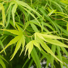 Load image into Gallery viewer, Acer palmatum 'Linearilobum' #10
