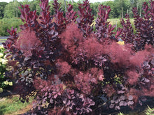 Load image into Gallery viewer, Cotinus c. 'Winecraft Black' #7