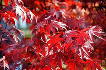 Load image into Gallery viewer, Acer palmatum 'Fireglow' #10