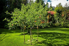 Load image into Gallery viewer, Apple 'Gravenstein' #10