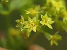 Load image into Gallery viewer, Alchemilla mollis #2