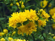 Load image into Gallery viewer, Kerria japonica 'Pleniflora' #2