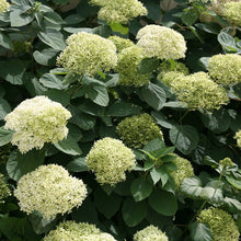 Load image into Gallery viewer, Hydrangea a. 'Lime Rickey' #7
