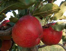 Load image into Gallery viewer, Apple 'Melrose' #5/7