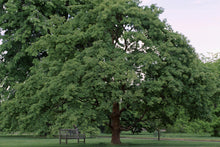 Load image into Gallery viewer, Acer griseum (Paperbark Maple) #15