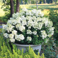 Load image into Gallery viewer, Hydrangea paniculata 'Bobo' #6