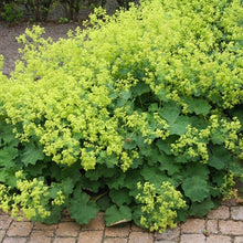 Load image into Gallery viewer, Alchemilla mollis #2