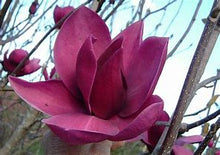 Load image into Gallery viewer, Magnolia soulangeana &#39;Cleopatra&#39; #10
